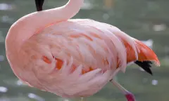 Flamingo op een been
