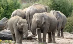 Olifanten aan het eten